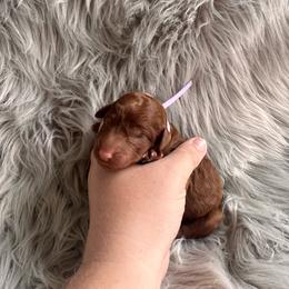 Grace - Red  female Poodle puppy in Osyka, Mississippi from Southern Sunshine Standards