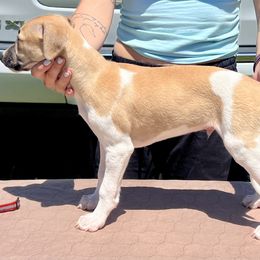 Rune - White and red male Whippet puppy in Redmond, Oregon from Chappelle Whippets