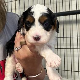Blaze - Tri-color female Bernedoodle puppy in Lincoln, Nebraska from GRand Doodles