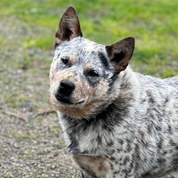 Chinook - Australian Cattle Dog