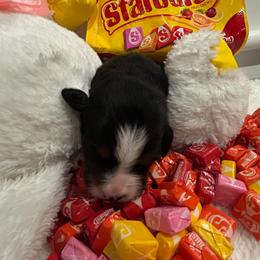 Starburst - Tri-color female Bernese Mountain Dog puppy in Gardner, Kansas from Faith and Family Farm