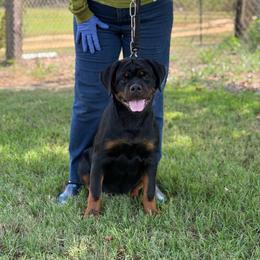 Yellow Collar - Black and mahogany female Rottweiler puppy in Batesburg, South Carolina from Vom Haus Bulnes