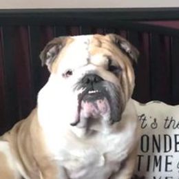 Bulldogs from TLC’s Bulldogs