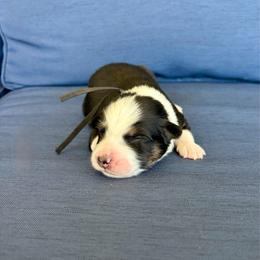 Trevor - Black tri-color male Australian Shepherd puppy in Jacksonville, Florida from Autumn's Aussies