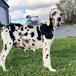 Xiomara - Great Dane