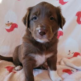 Rocket - White and red male Border Collie puppy in Watsontown, Pennsylvania from Kate Gresham