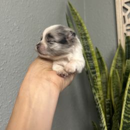 Pomeranian Puppies from Vargas Boyz Kennel