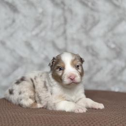 Funyuns - Red merle male Australian Shepherd puppy in Argyle, Iowa from Country Time Kennels
