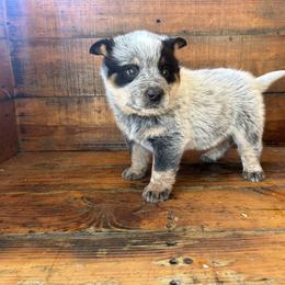 Boy 2 - Blue speckled male Australian Cattle Dog puppy in Mooresboro, North Carolina from Grog Creek Kennel