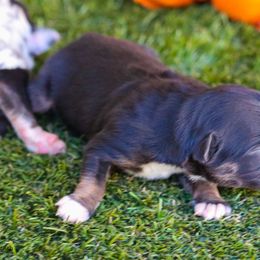 Oak - Black tri male Toy Australian Shepherd puppy in Granbury, Texas from Best Little Aussies