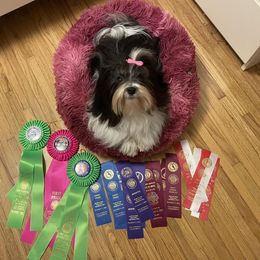 Mia - Havanese