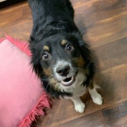 Zoey - Miniature Australian Shepherd