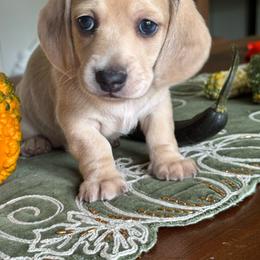 Whiskey Cream Dapple Male - Cream male Dachshund puppy in Lakeland, Florida from Grazing Weeners