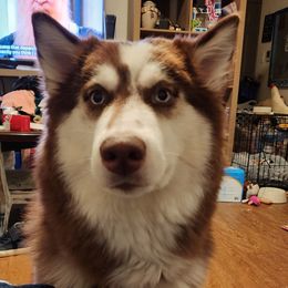 Siberian Huskies from Cronin Huskies