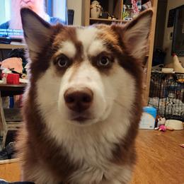 Siberian Huskies from Cronin Huskies