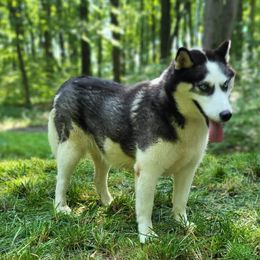 Siberian Husky All Grown Up from Glacier Run Huskies