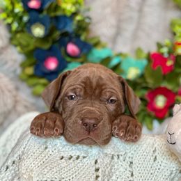 Girl 1 - Great Dane puppy in Reno, Nevada from Good Dog Danes