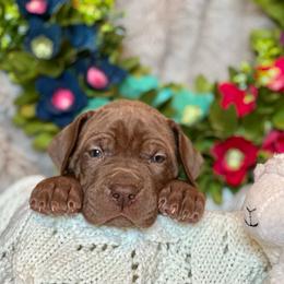 Girl 1 - Great Dane puppy in Reno, Nevada from Good Dog Danes