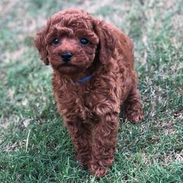 Chili - Red  male Poodle puppy in Springtown, Texas from North Texas Puppies