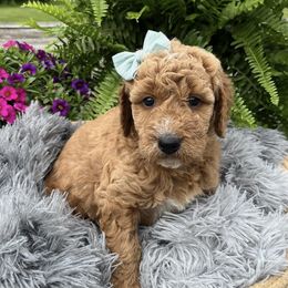 Goldendoodles from Curry Creek Doodle Farm