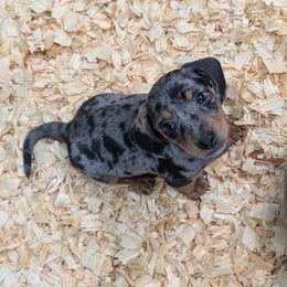 Black and tan - Dapple male Dachshund puppy in Spring Hope, North Carolina from Hogan’s Lowrider Hounds