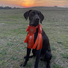 German Shorthaired Pointers and Rhodesian Ridgebacks from Kandarin Kennels