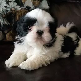Shih Tzu Puppies from Jazzie Shih Tzu