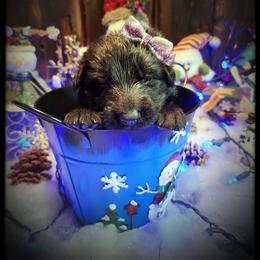 Lucy - Black female German Shepherd puppy in Fort Jennings, Ohio from Von Holtzapple German shepherds