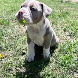 Sasha - Fawn and white female Olde English Bulldogge puppy in Camdenton, Missouri from Mule Pool Olde English Bulldogges