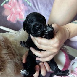 Persephone - F1b Black Tuxedo Cavapoo - Black and white female Cavapoo puppy in Tucson, Arizona from Cavapoo Puppy Parade