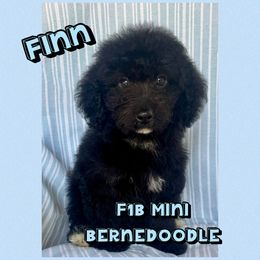 Finn - Sable male Bernedoodle puppy in Township Of Sumpter, Michigan from Down on the farm Doodles