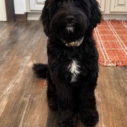 Joy - Black and chalk female Australian Labradoodle puppy in Matthews, North Carolina from Weddington Labradoodles
