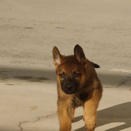German Shepherd Puppies from Vom Haus Denfors K9