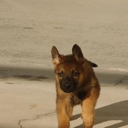 German Shepherd Puppies from Vom Haus Denfors K9