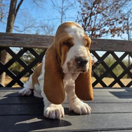 Tuck - Red and white male Basset Hound puppy in Denison, Texas from Emma Lou's Baby Bassets