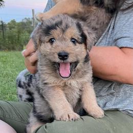 Molly - Merle female Assorted Doodle Crosses puppy in Kansas City, Missouri from Beary GoldenDoodles