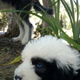Old English Sheepdog Puppies from Sapphire Eyes Sheepdogs