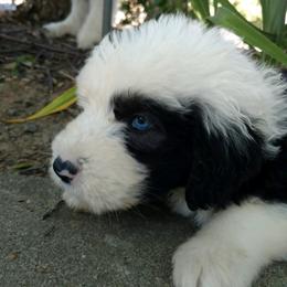 Old English Sheepdog Puppies from Sapphire Eyes Sheepdogs