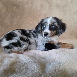 Yana - Blue merle female Miniature Australian Shepherd puppy in Copperas Cove, Texas from Hidden Leaf Aussies