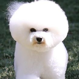 Bichon Frises from Fairspride Bichon Frises