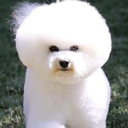 Bichon Frises from Fairspride Bichon Frises