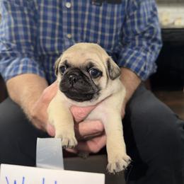 Walter - Fawn male Pug puppy in Lexington, Alabama from Cook Grandy