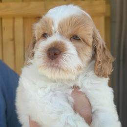 Fred-Etta - Red and white female Cockapoo puppy in Connersville, Indiana from MoonShine Babies