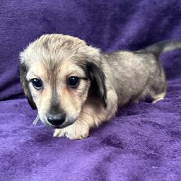 Fred - Cream male Dachshund puppy in Memphis, Tennessee from River City Doxies