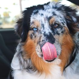 Lucci - Australian Shepherd
