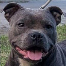 Ashe - Staffordshire Bull Terrier