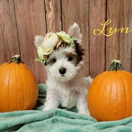 Yorkshire Terrier Puppies from Happy Tails Yorkies