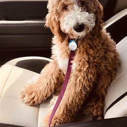 Goldendoodle Puppies from Labradoodleday
