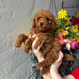 Mugi - Red  male Poodle puppy in Miami, Florida from Sakura Poodles
