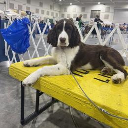Selah - Liver and white female English Springer Spaniel puppy in Eastman, Georgia from Mossy Creek Springers